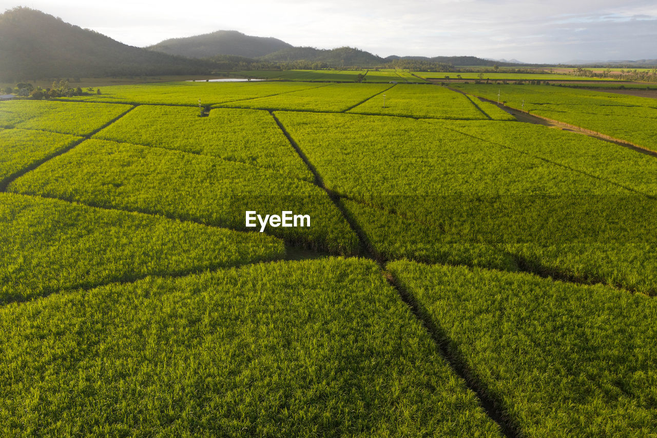 Scenic view of agricultural field