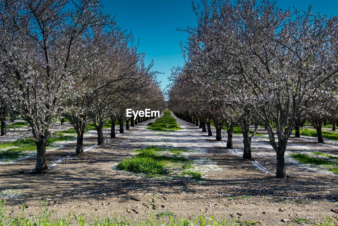 Trees in park against sky