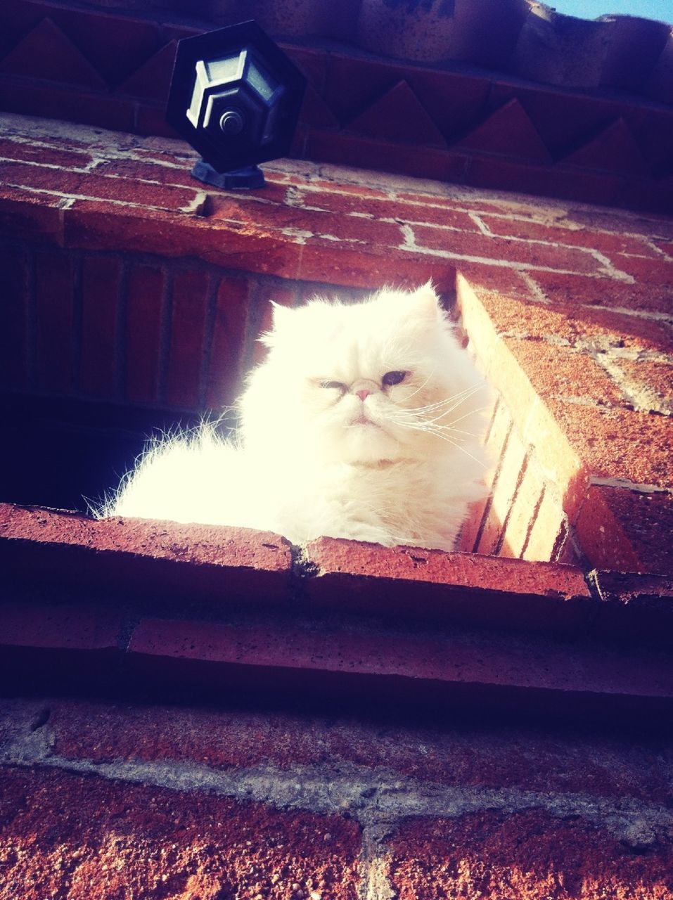 CLOSE-UP OF CAT LOOKING AWAY