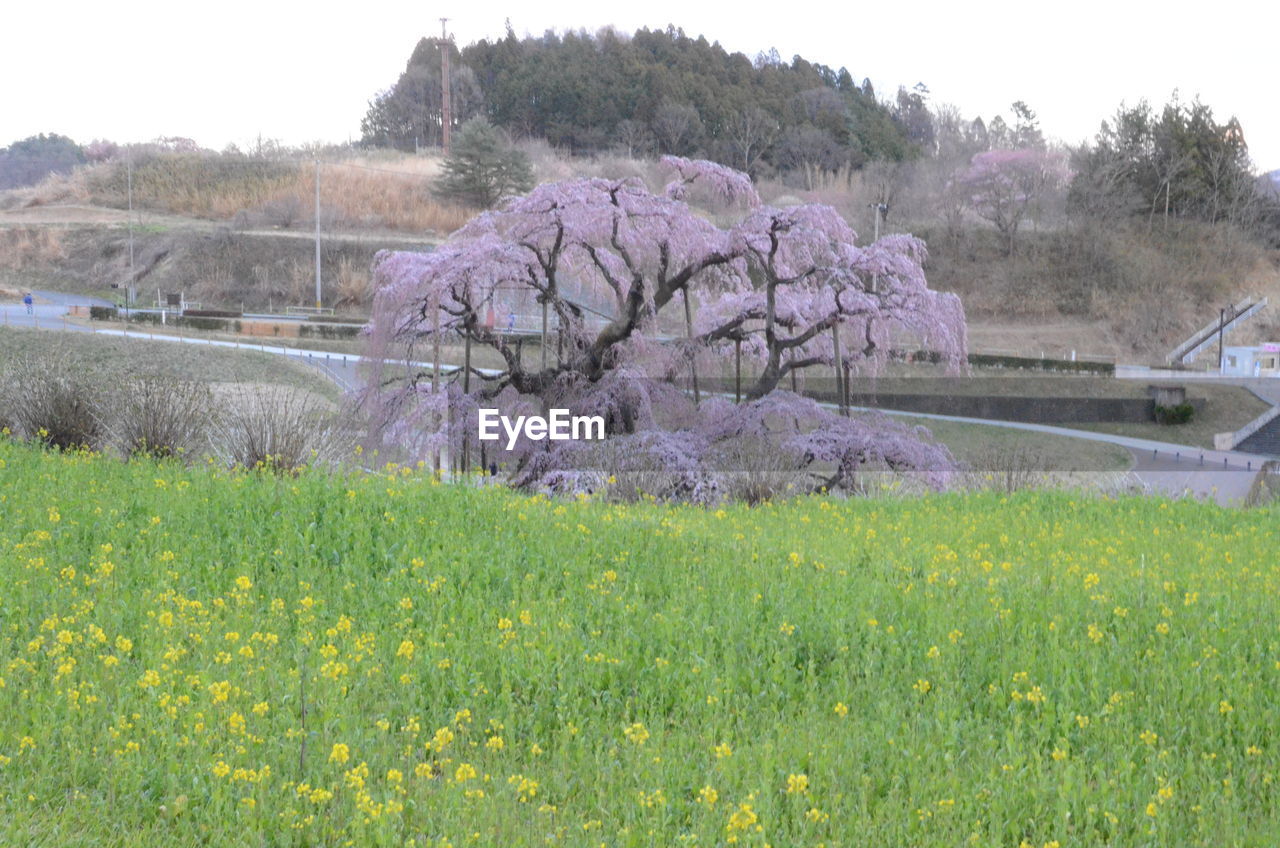 SCENIC VIEW OF PURPLE FLOWERING PLANTS ON FIELD AGAINST SKY