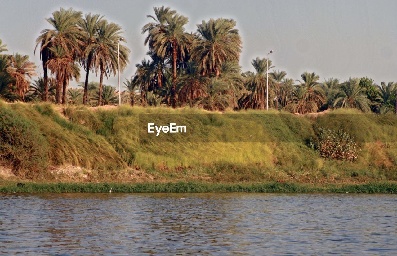 Scenic view of palm trees by the nile river against sky