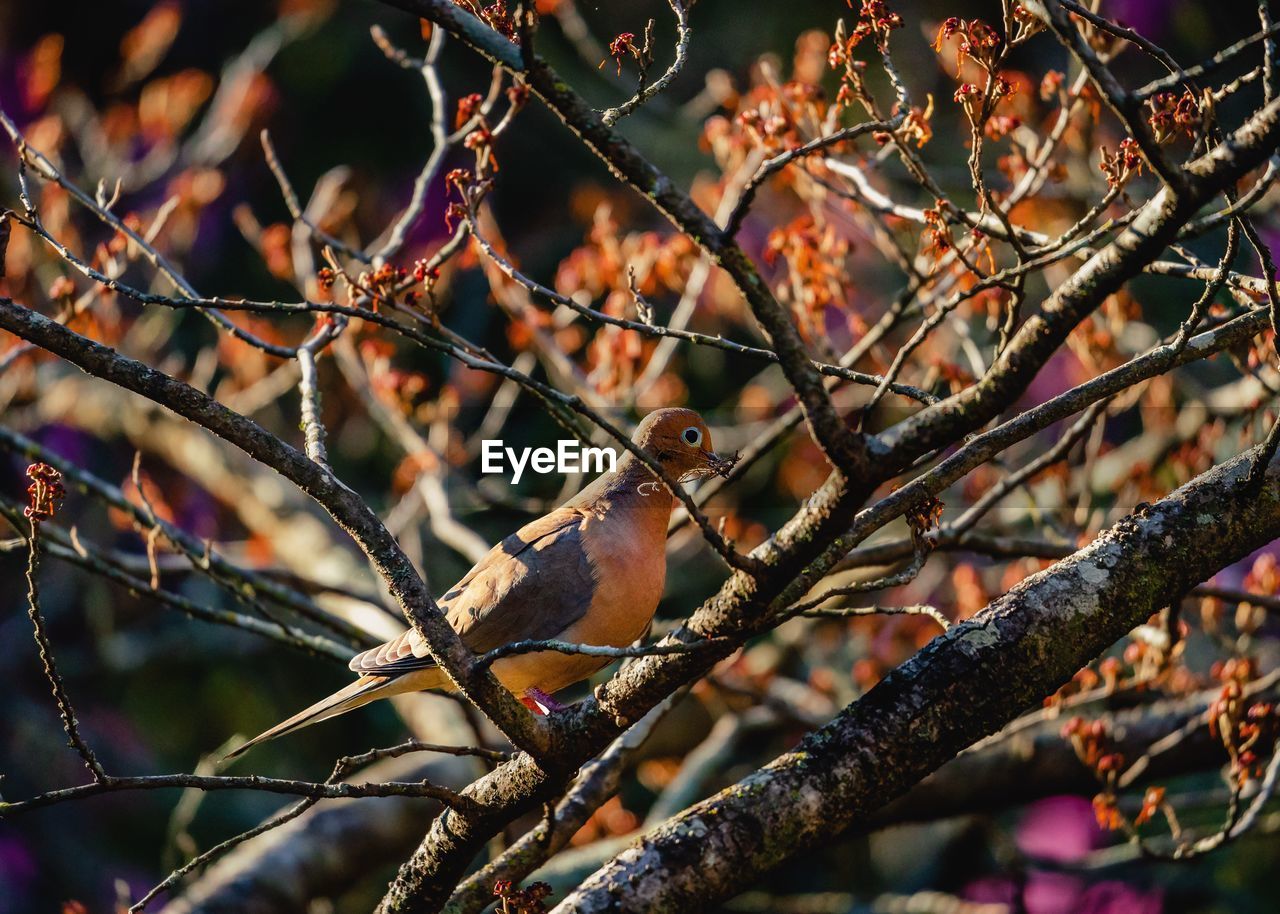 Low angle view of bird perching on branch