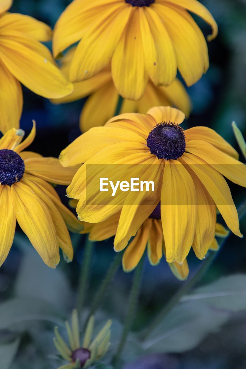 CLOSE-UP OF YELLOW BLACK-EYED AND PURPLE FLOWERS