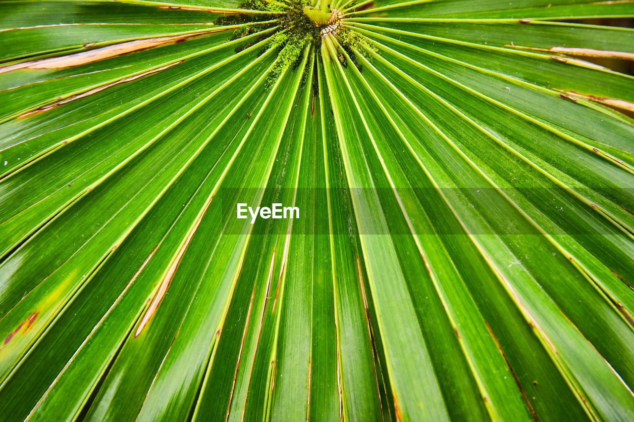 full frame shot of palm leaf
