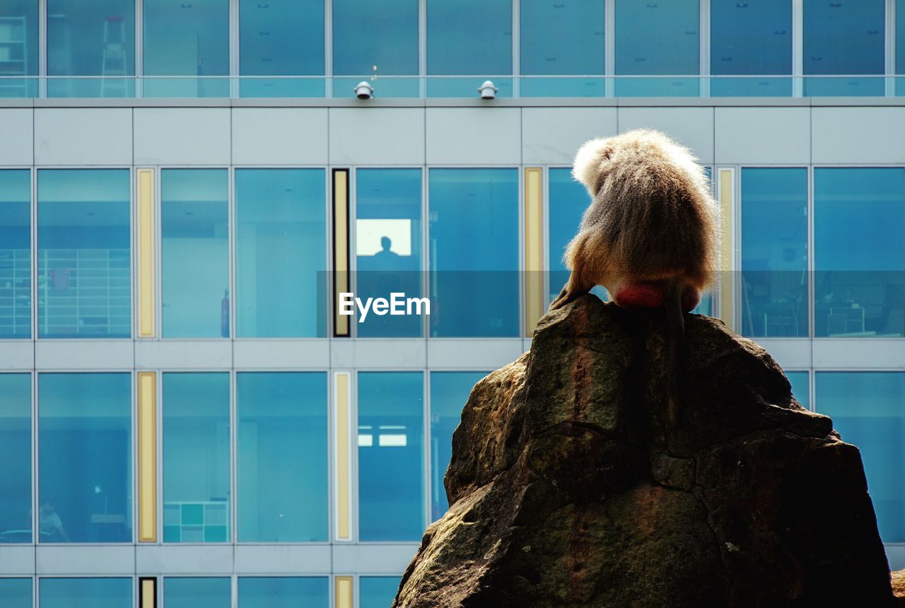 REAR VIEW OF WOMAN STANDING IN WINDOW