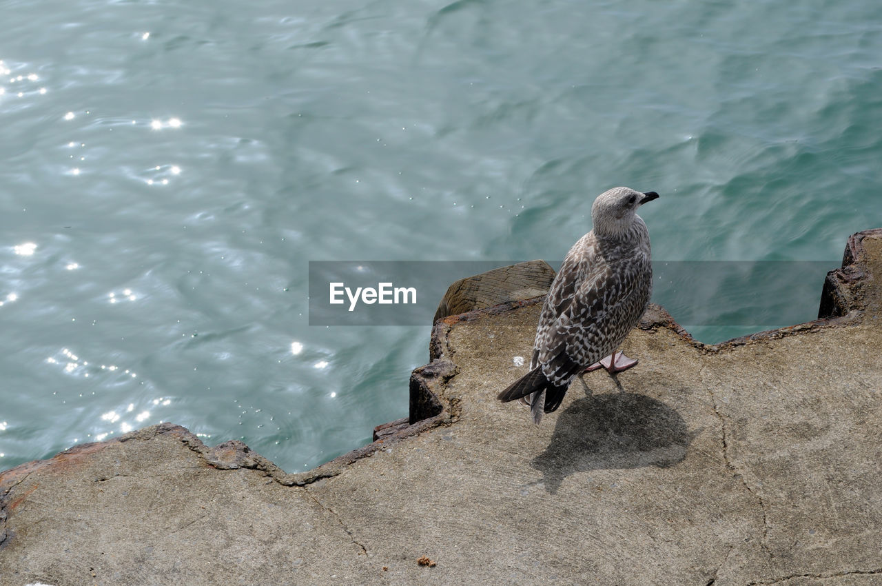 High angle view of bird on jetty against sea