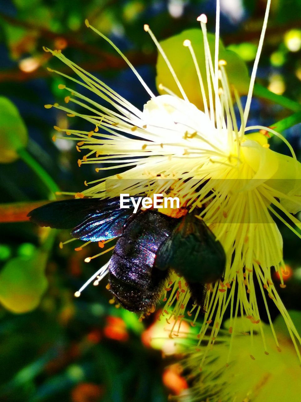 CLOSE-UP OF FLY ON FLOWER