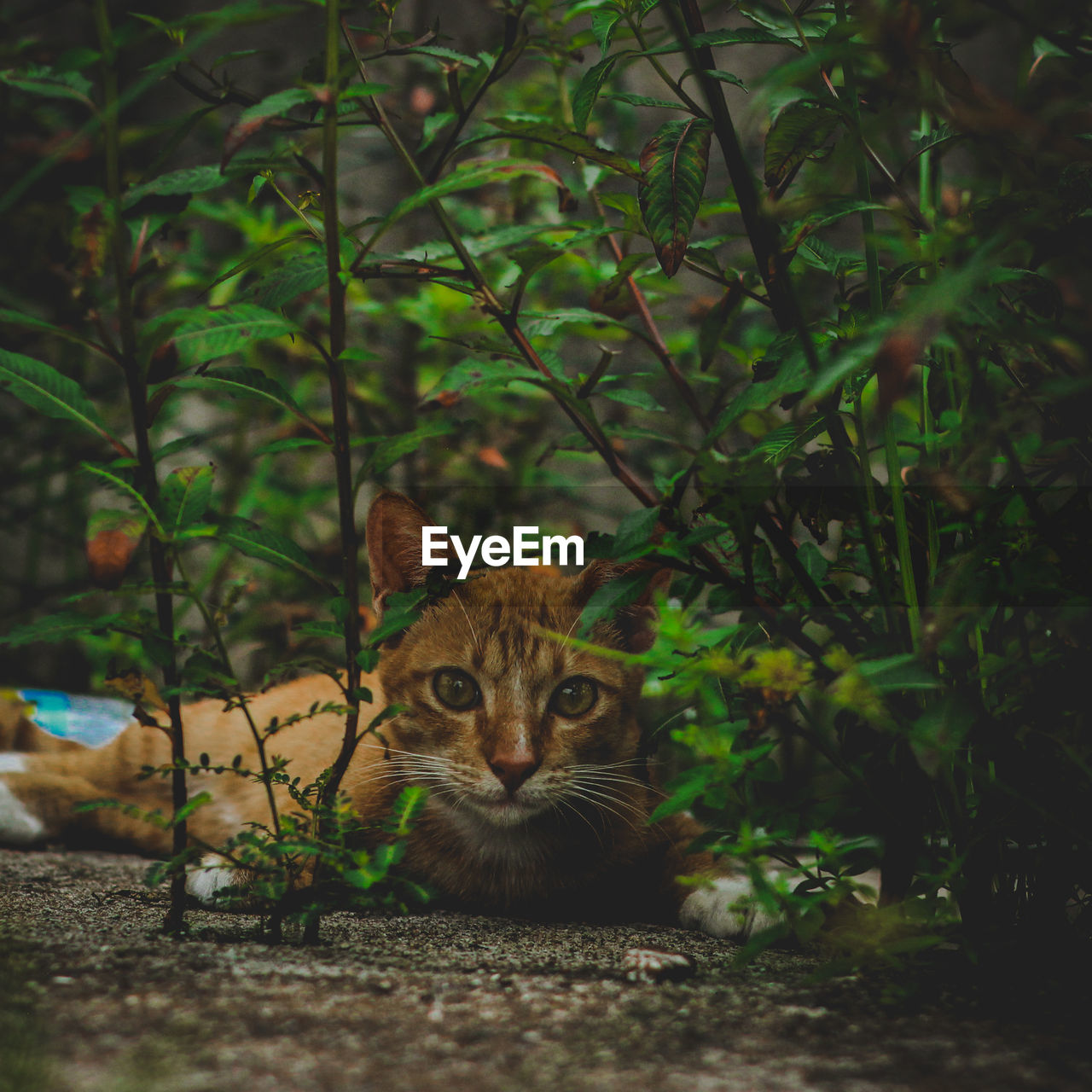 Cute cat hides in the bushes, and notices the camera