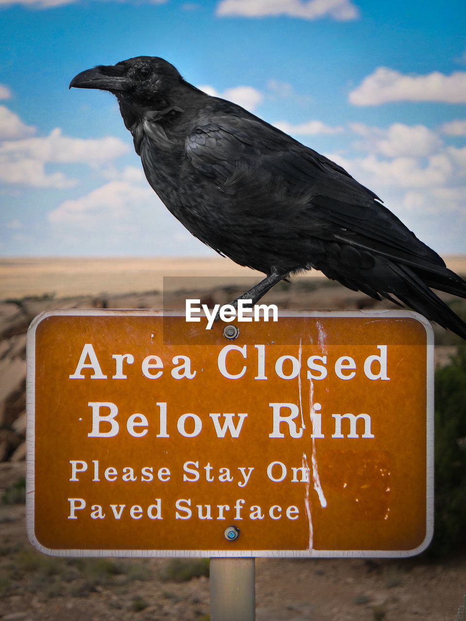 Raven bird perching on road sign at petrified forest national park