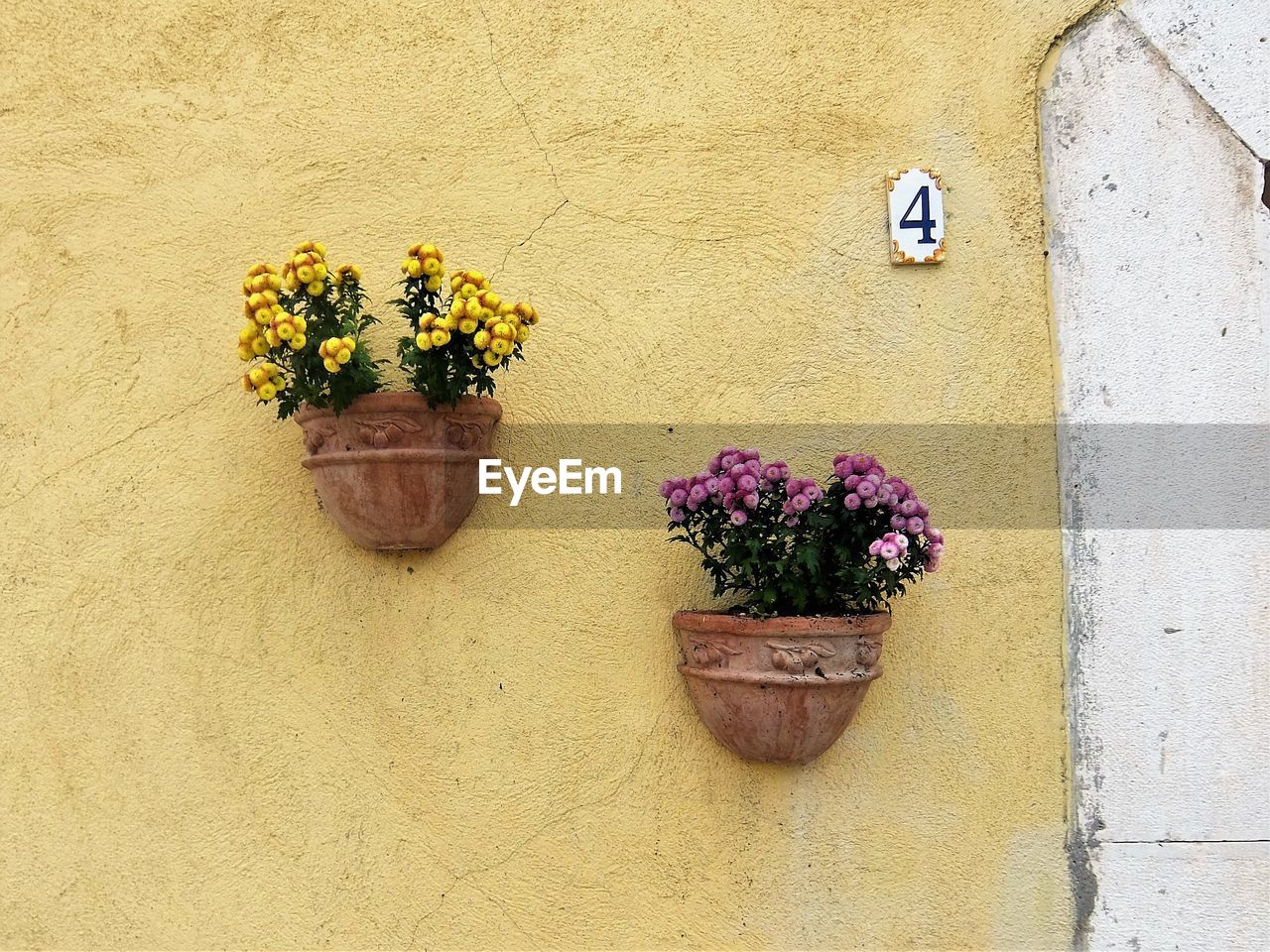 CLOSE-UP OF POTTED PLANTS AGAINST WALL