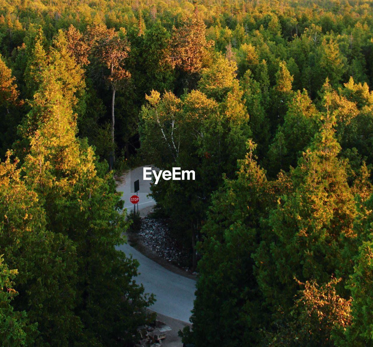 High angle view of trees in forest and a road during autumn