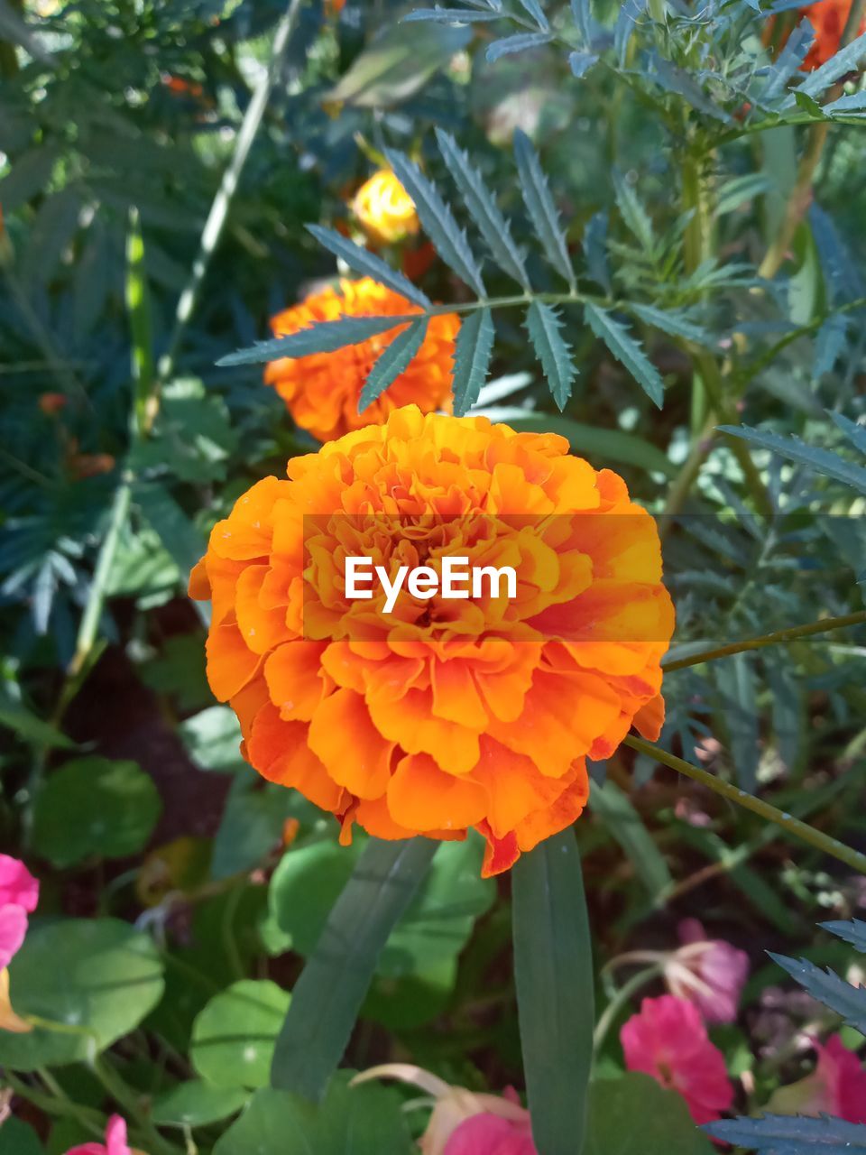 CLOSE-UP OF ORANGE FLOWER IN BLOOM