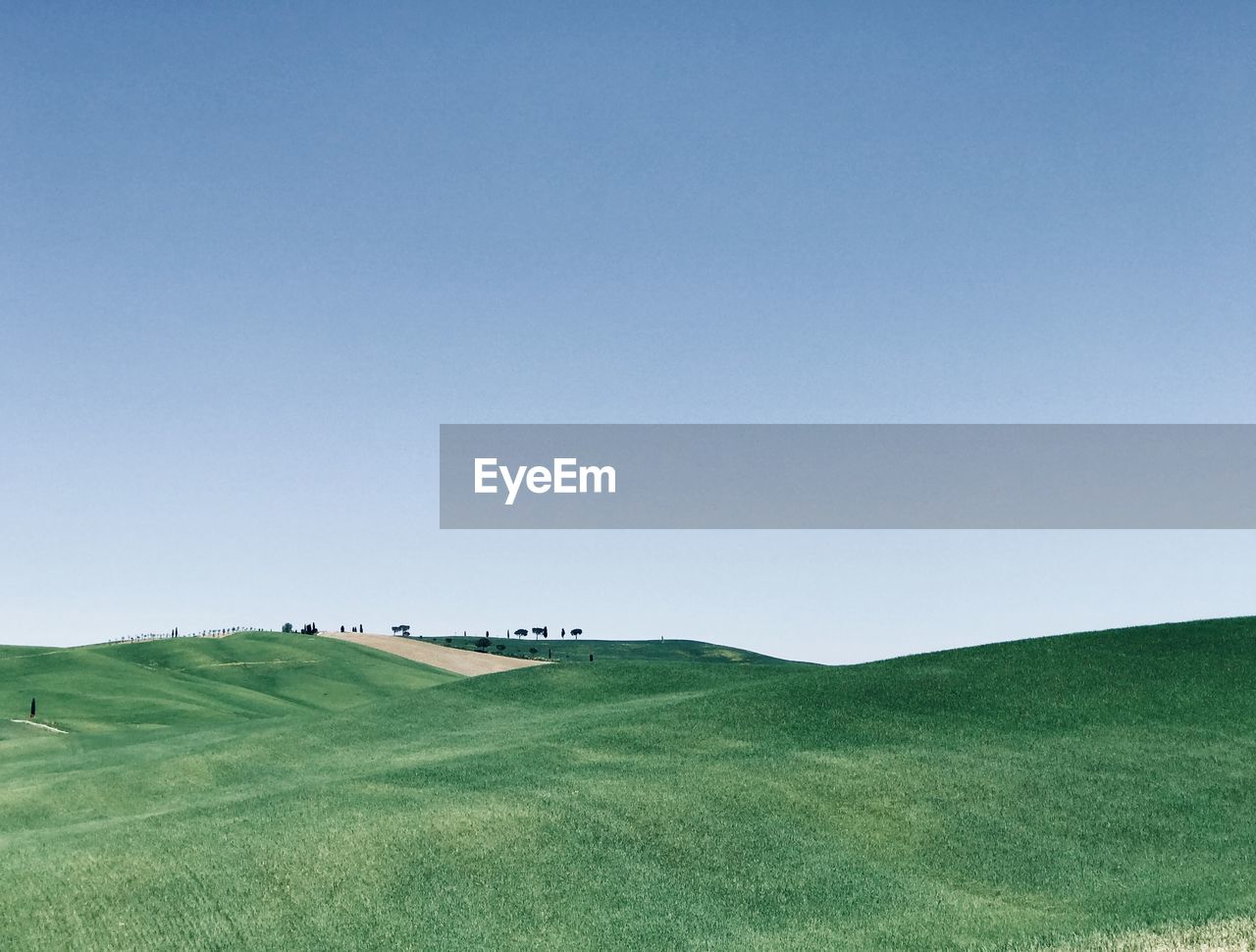 Scenic view of agricultural field against clear sky