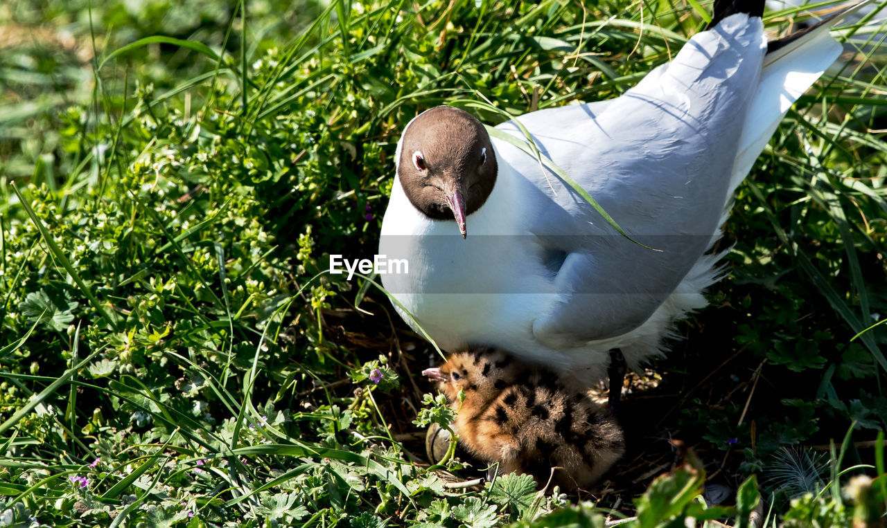 Close-up of a bird on field