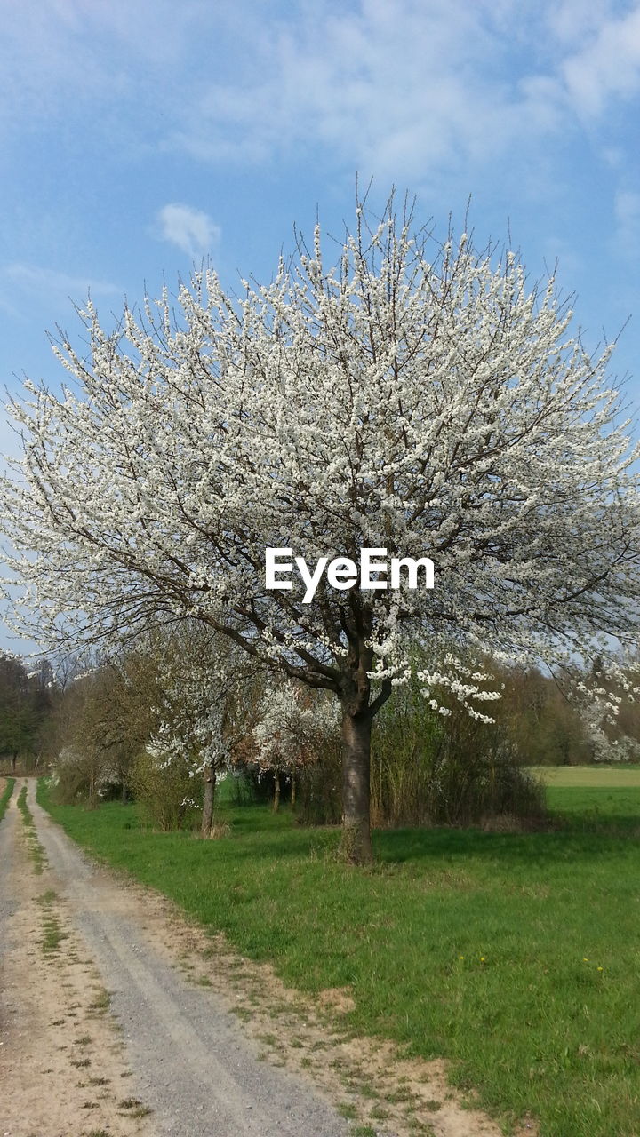 TREES AGAINST SKY