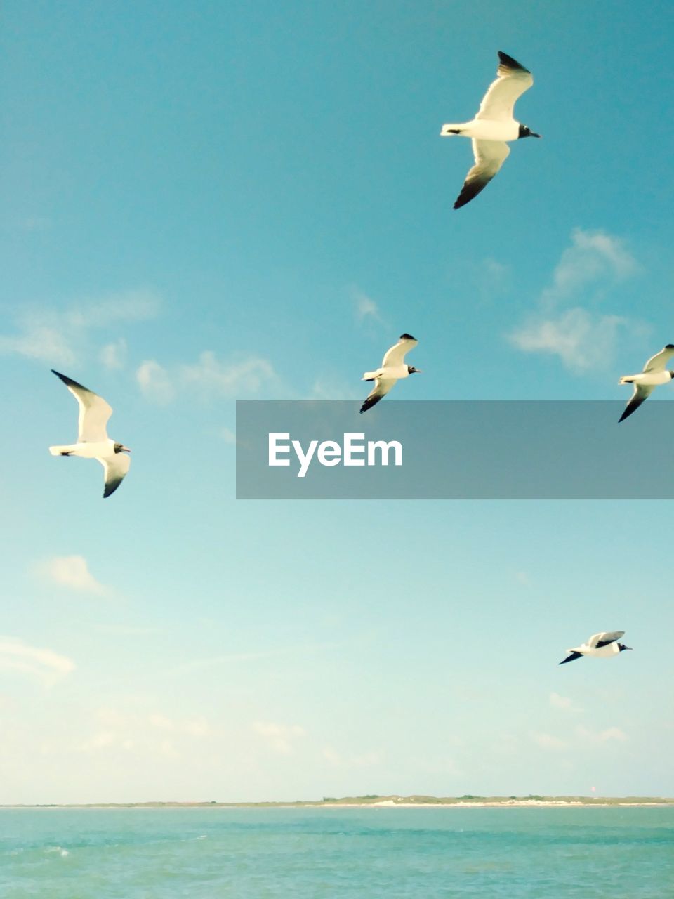 LOW ANGLE VIEW OF SEAGULLS FLYING OVER SEA