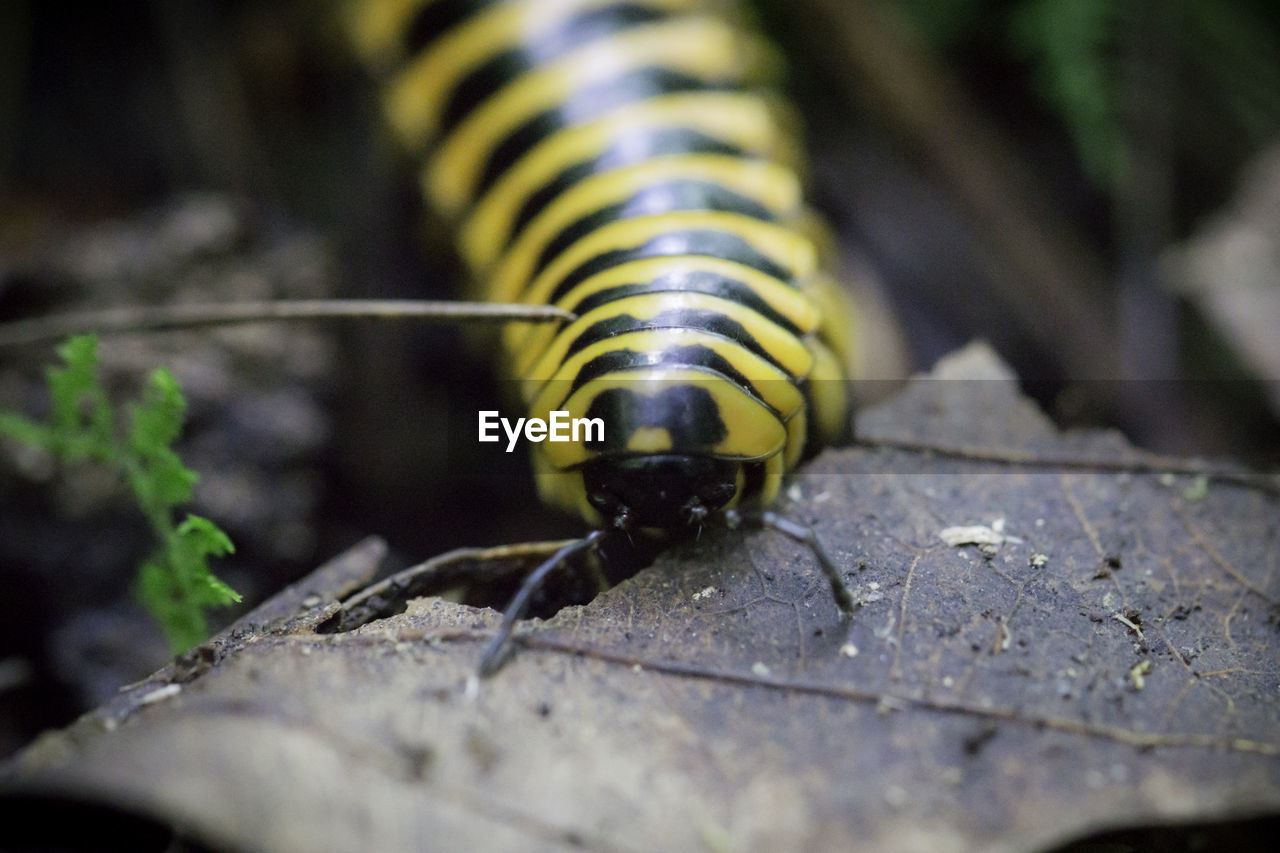 CLOSE-UP OF BLACK INSECT