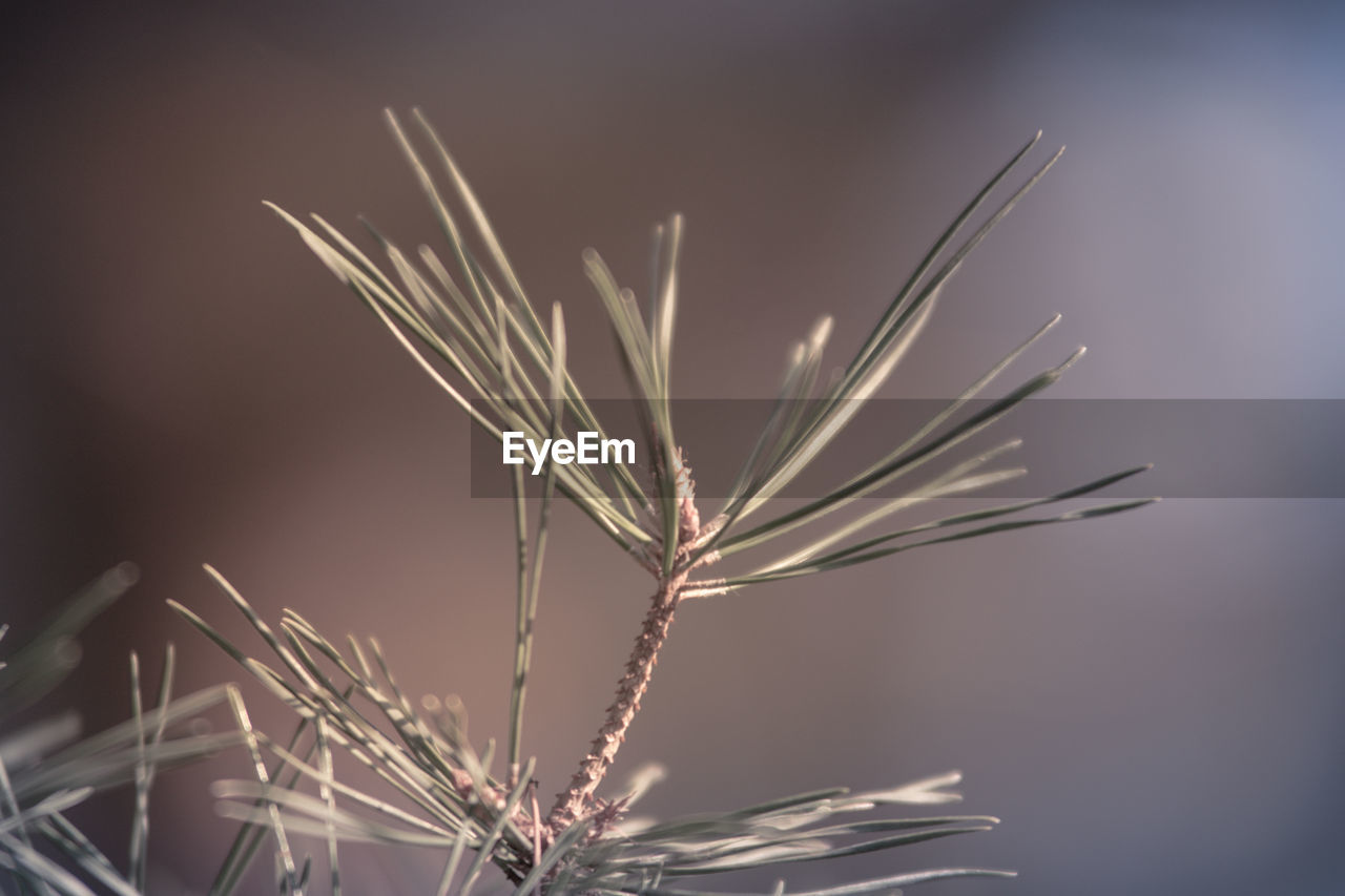 CLOSE-UP OF DRY PLANTS