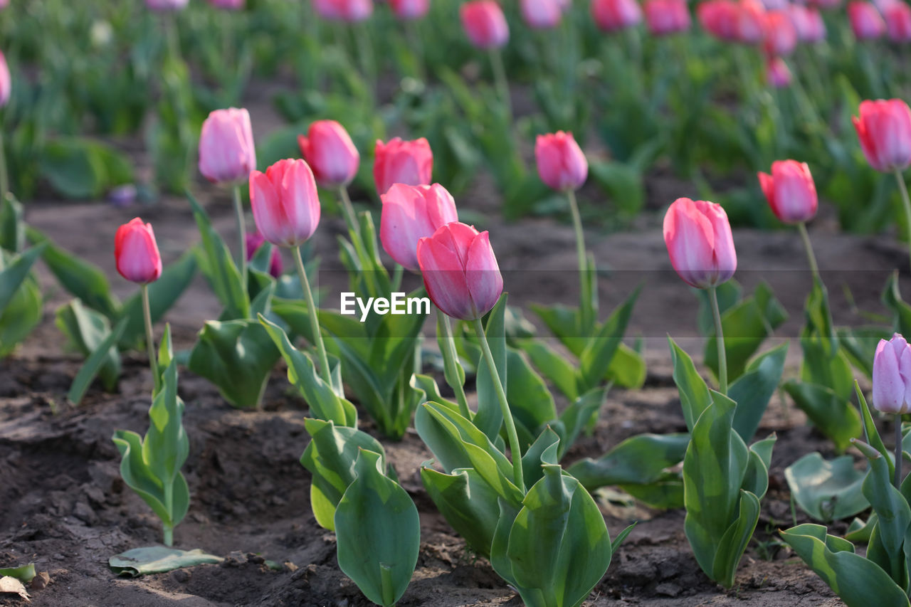 Close-up of pink tulip flowers on field