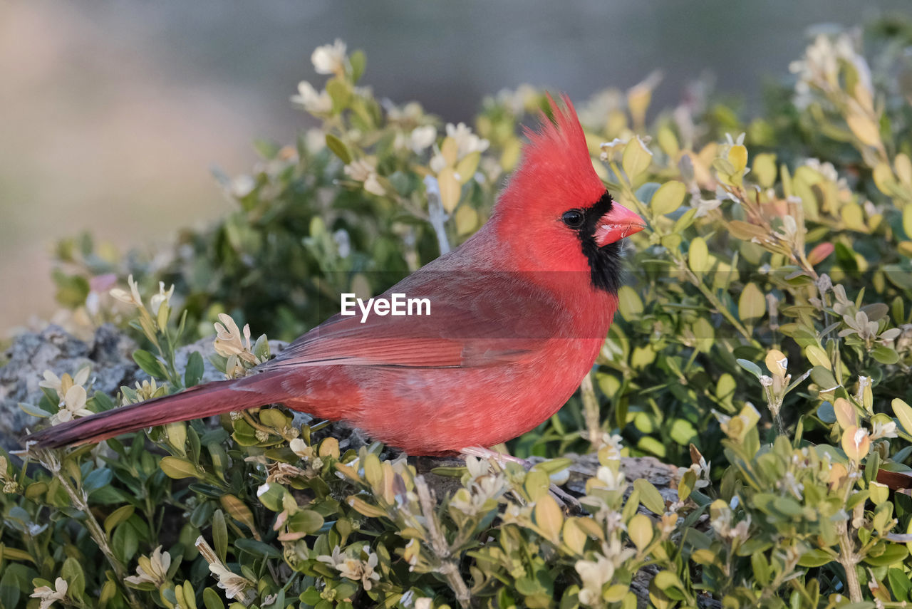 Northern cardinal