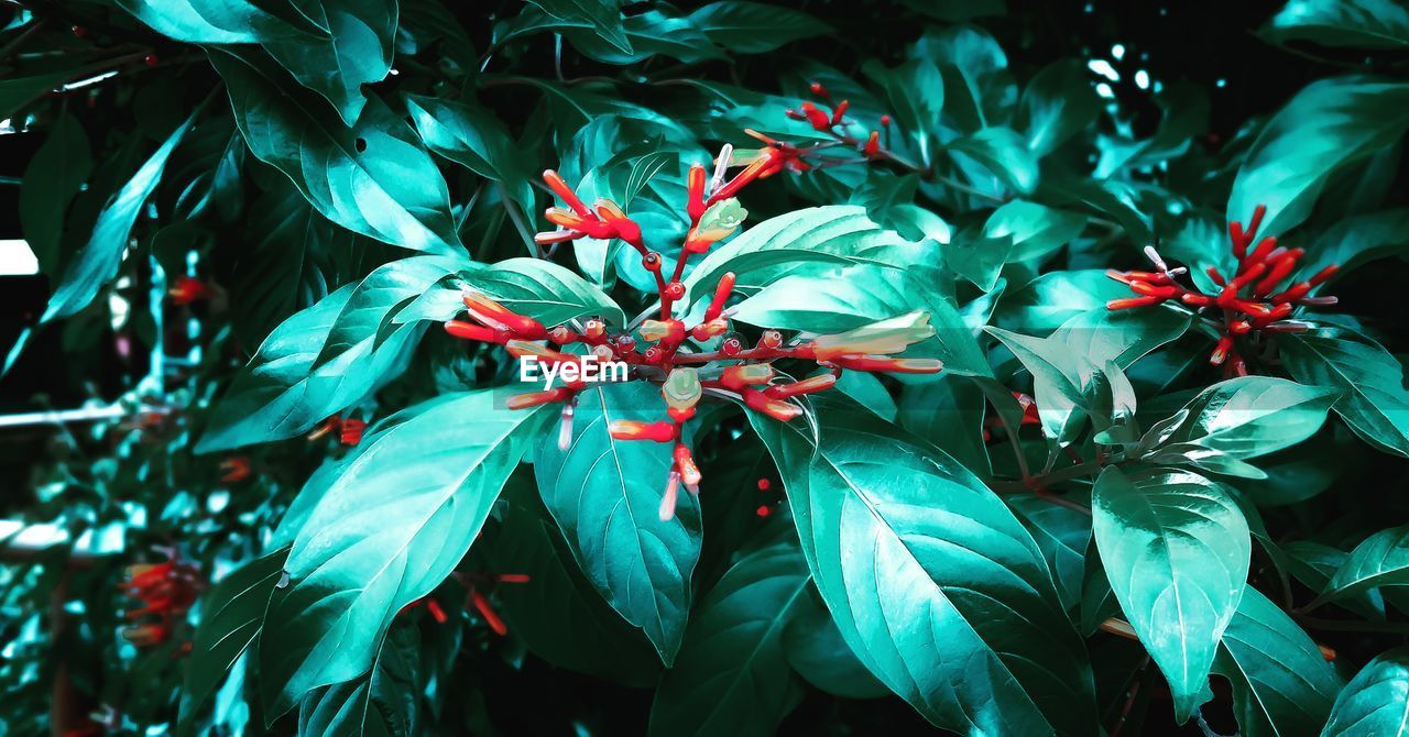 Close-up of berries growing on plant