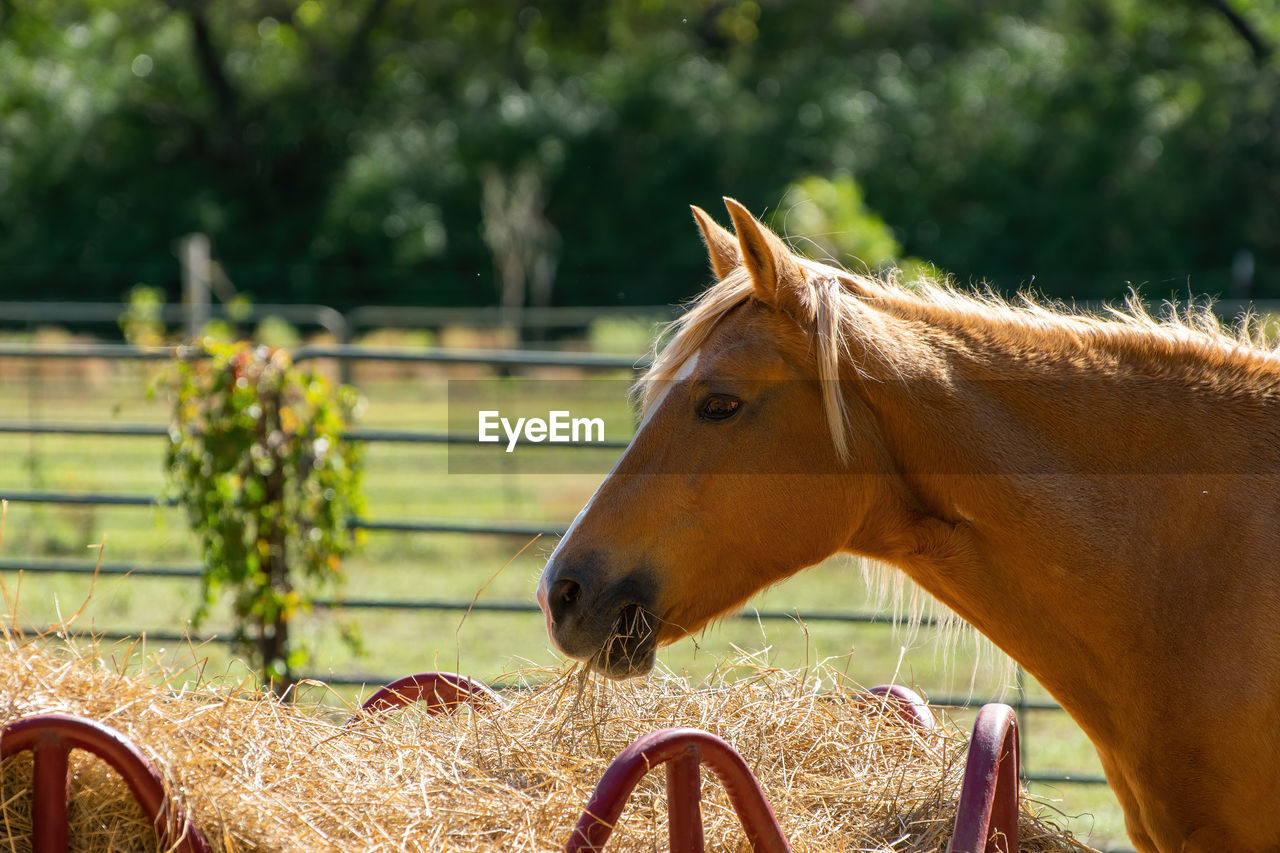 CLOSE-UP OF HORSE IN RANCH