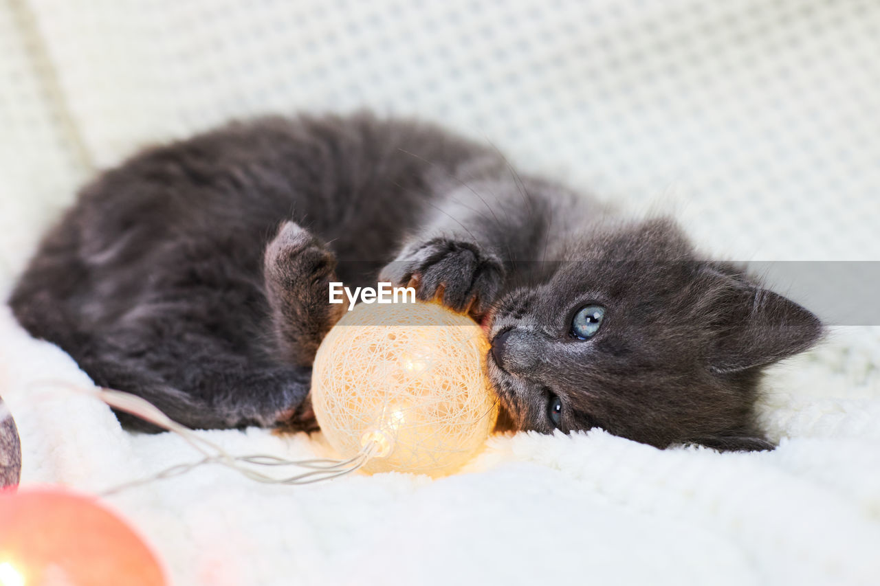 animal themes, animal, mammal, pet, young animal, one animal, cat, domestic animals, cute, food, no people, kitten, food and drink, indoors, eating, whiskers, black, felidae, portrait, lying down, selective focus, puppy, small to medium-sized cats, animal body part, animal wildlife, toy, animal hair, relaxation