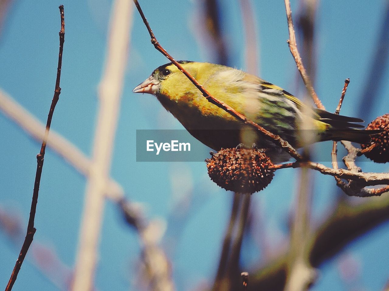 CLOSE-UP OF BIRDS PERCHING ON TREE