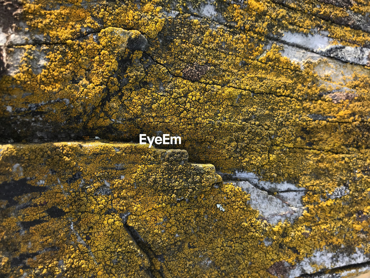 FULL FRAME SHOT OF YELLOW ROCK ON MOSS