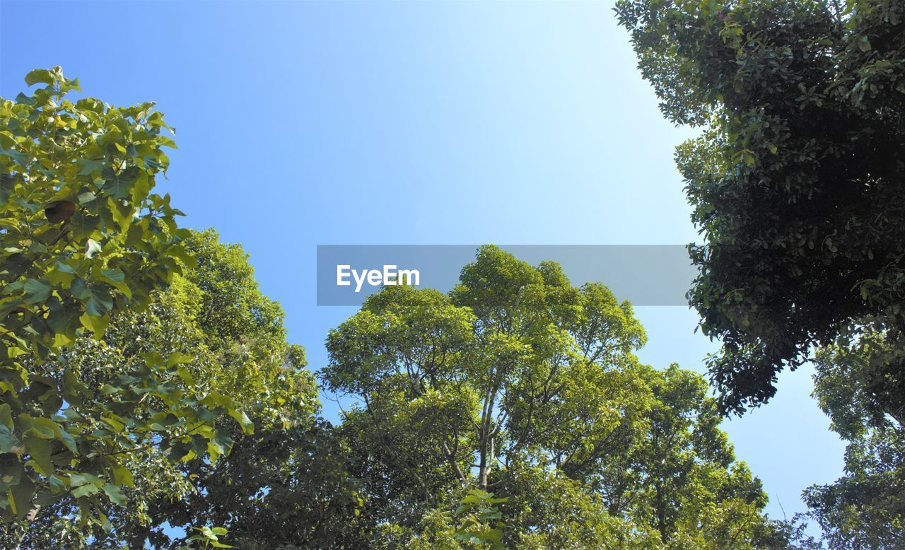 LOW ANGLE VIEW OF TREES AGAINST SKY