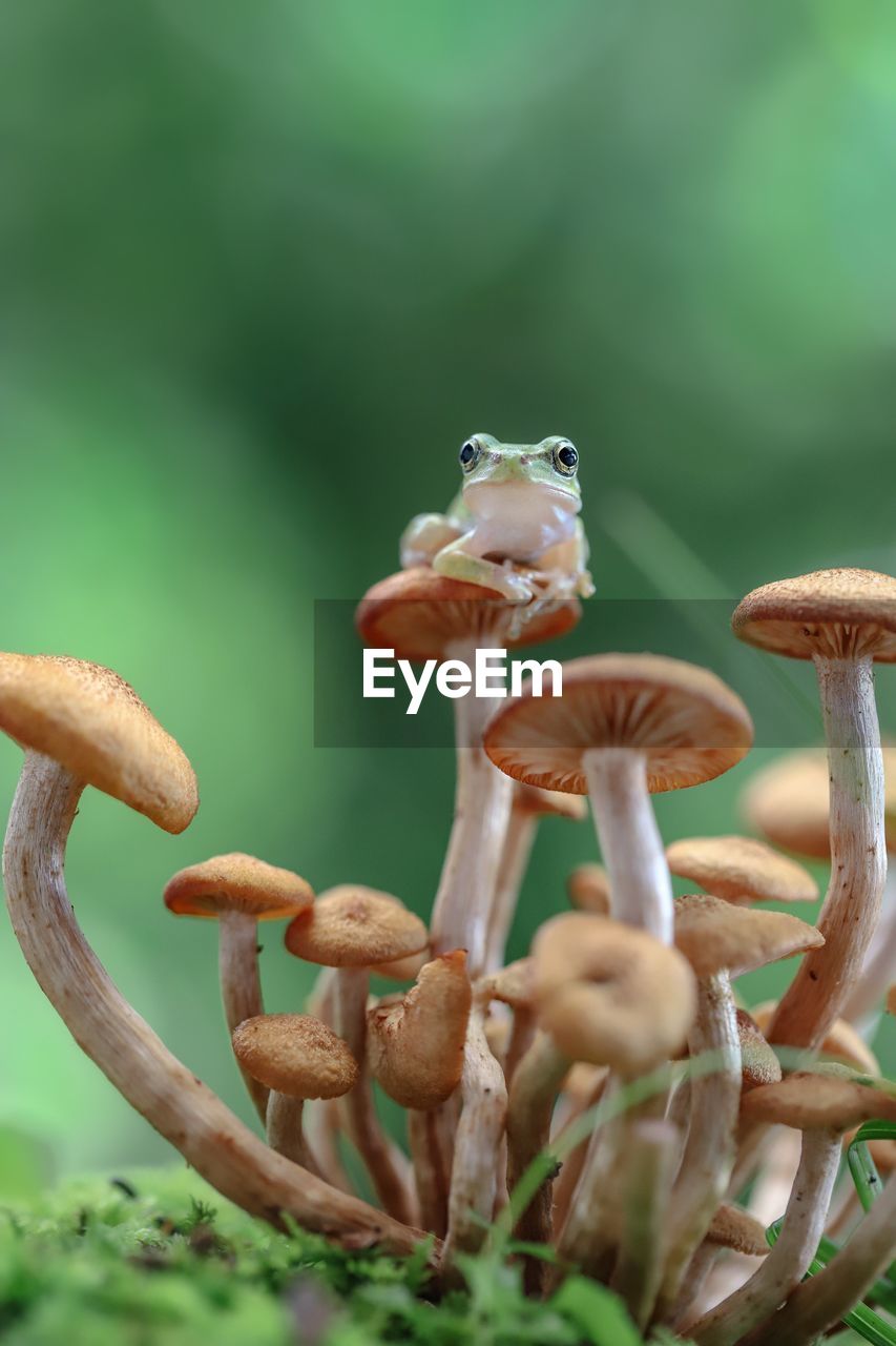 Close-up of frog sitting on mushroom