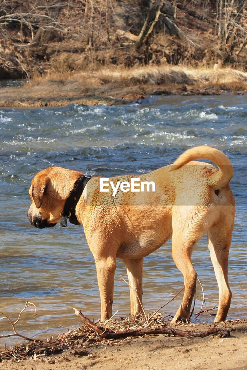 animal, animal themes, mammal, one animal, dog, domestic animals, water, pet, beach, land, wildlife, nature, canine, no people, standing, side view, full length, day, animal wildlife, outdoors, labrador retriever, sea, brown