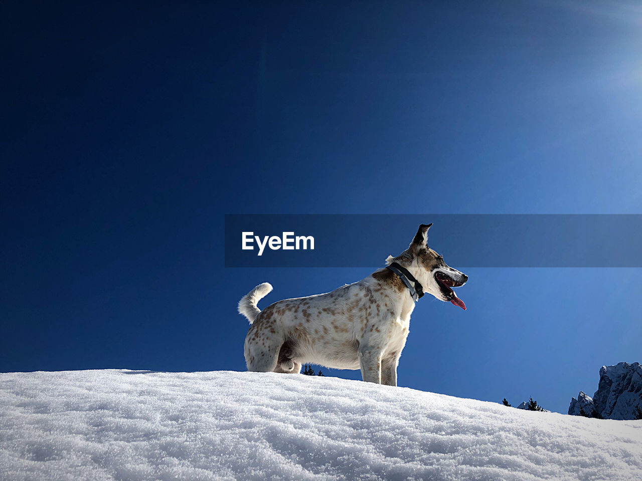 View of dog on snow against clear sky