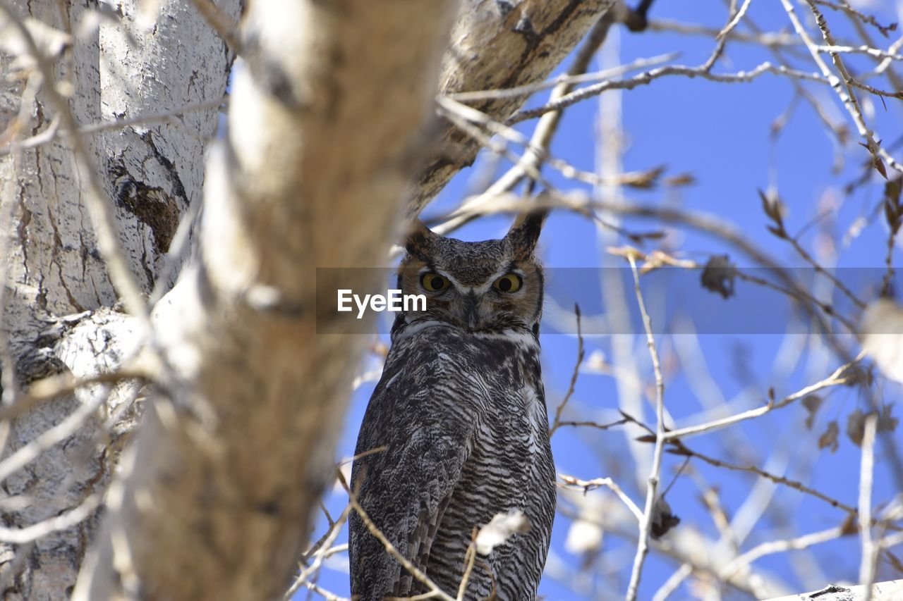 VIEW OF A BIRD ON SNOW