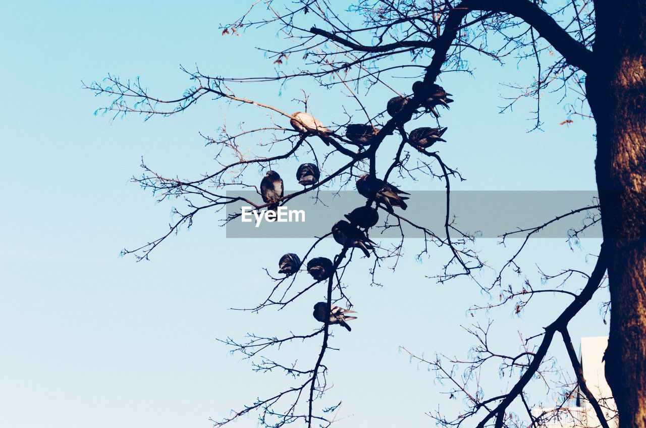 LOW ANGLE VIEW OF BARE TREES AGAINST SKY