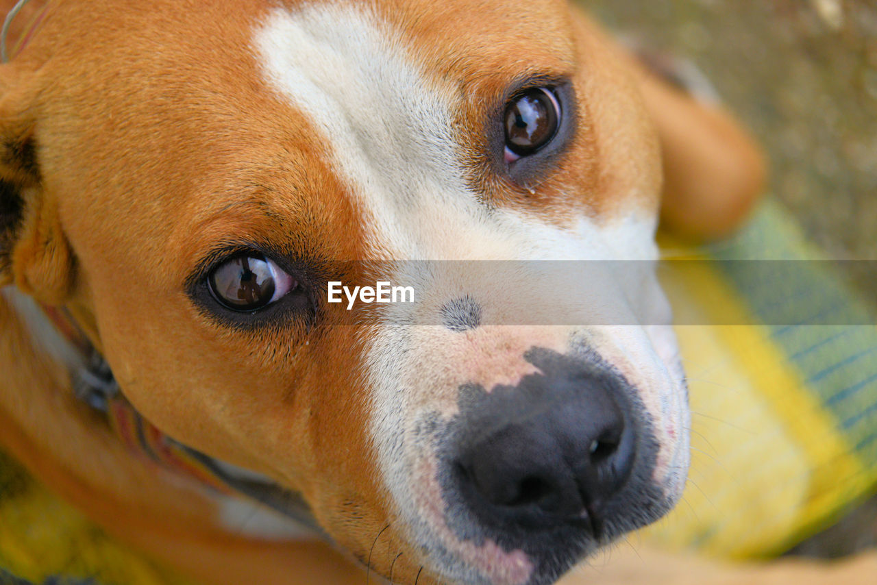 Close-up portrait of dog