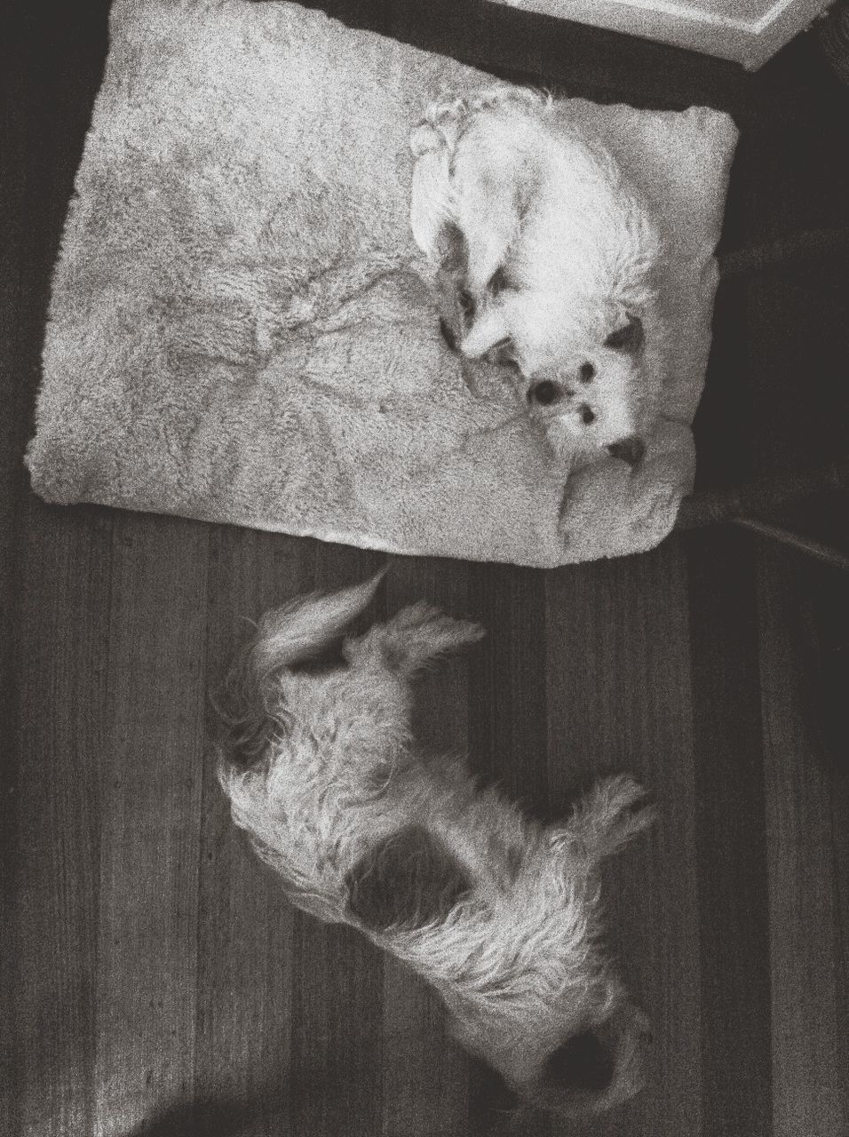 CAT SLEEPING ON TILED FLOOR