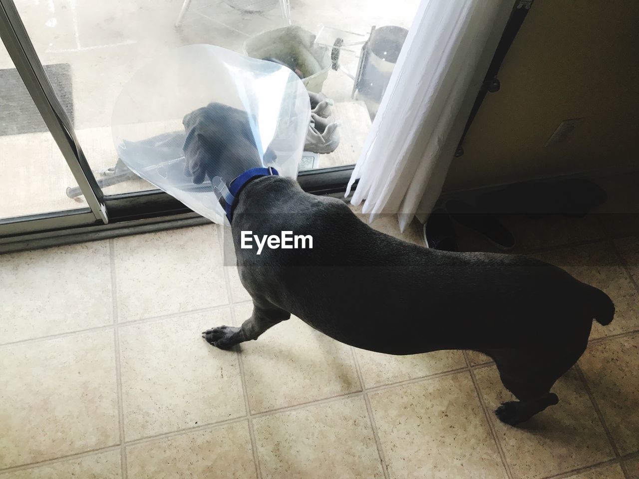 High angle view of dog with cone at home