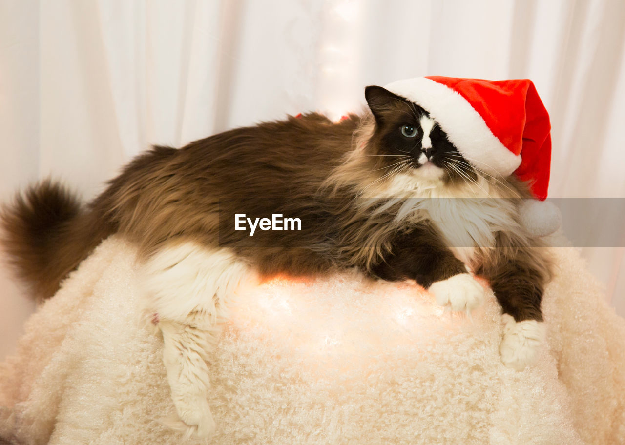 Portrait of cat with santa hat on bed