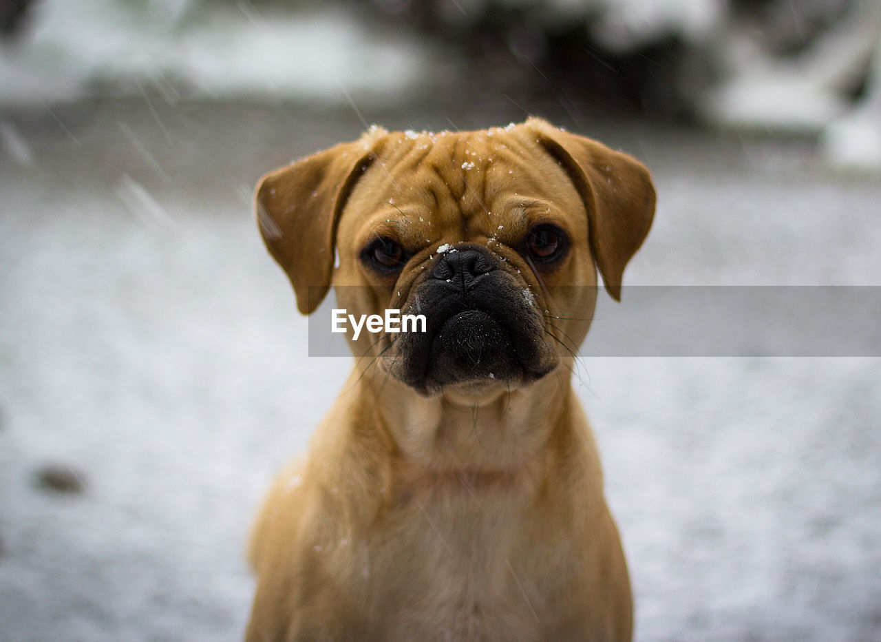 Close-up portrait of puggle during relaxing on field during snowfall