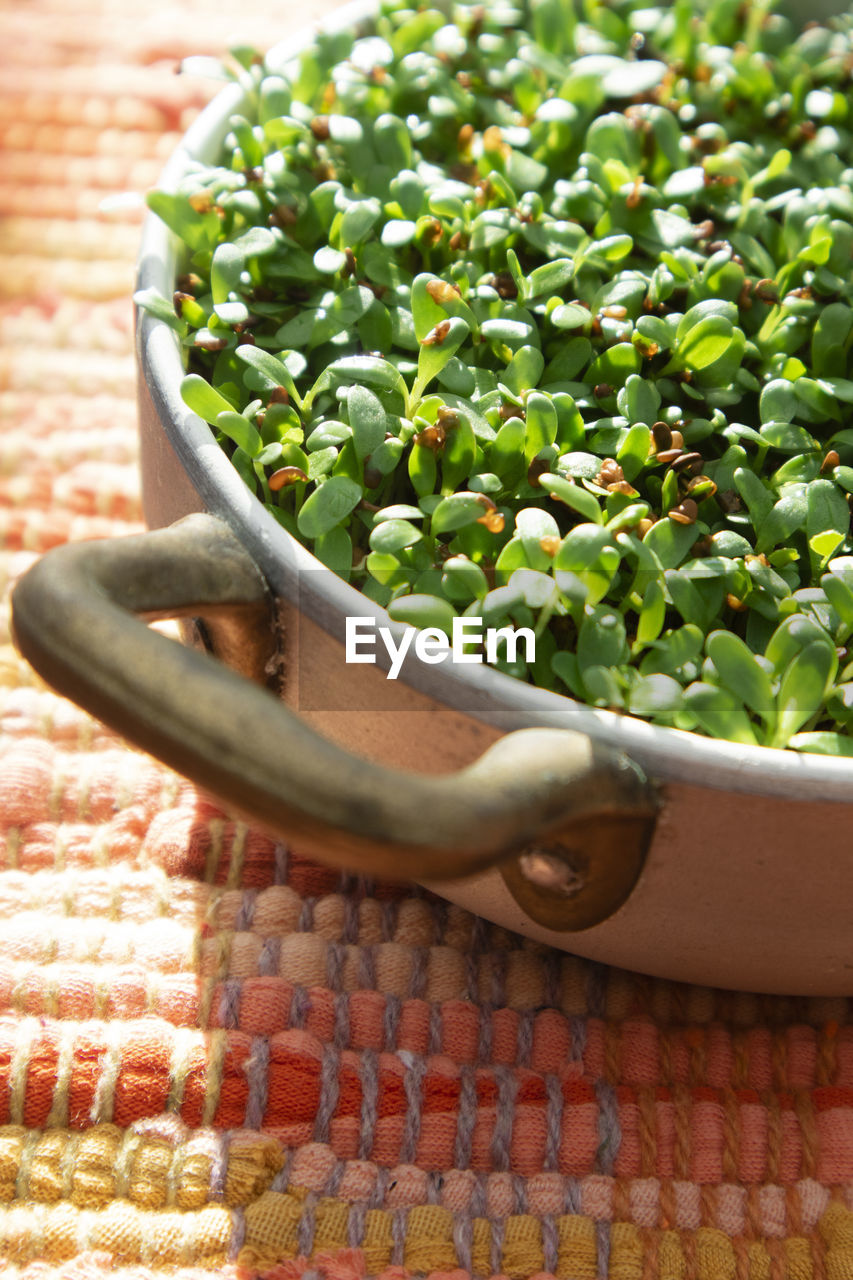 Preparation of a vegetarian dish the growth of chicory sprouts rich in minerals and vitamins 