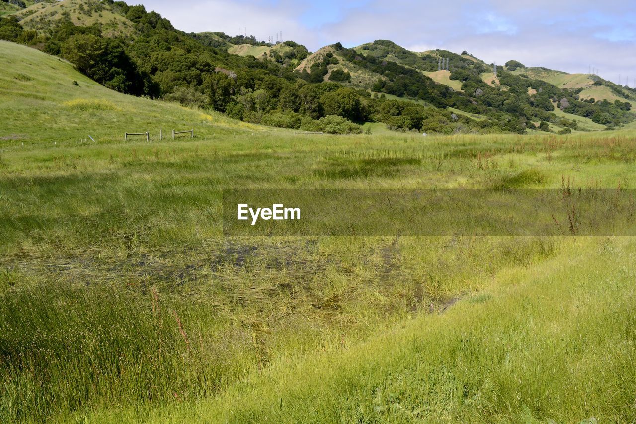 Secluded marsh on edge of new housing development in orinda, ca