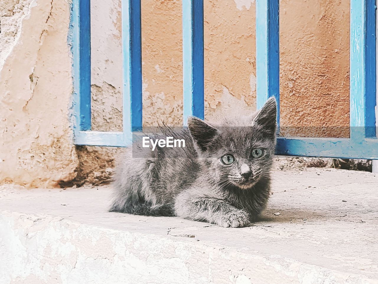 Portrait of kitten sitting against wall