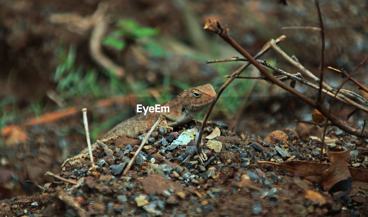 CLOSE-UP OF LIZARD ON ROCK
