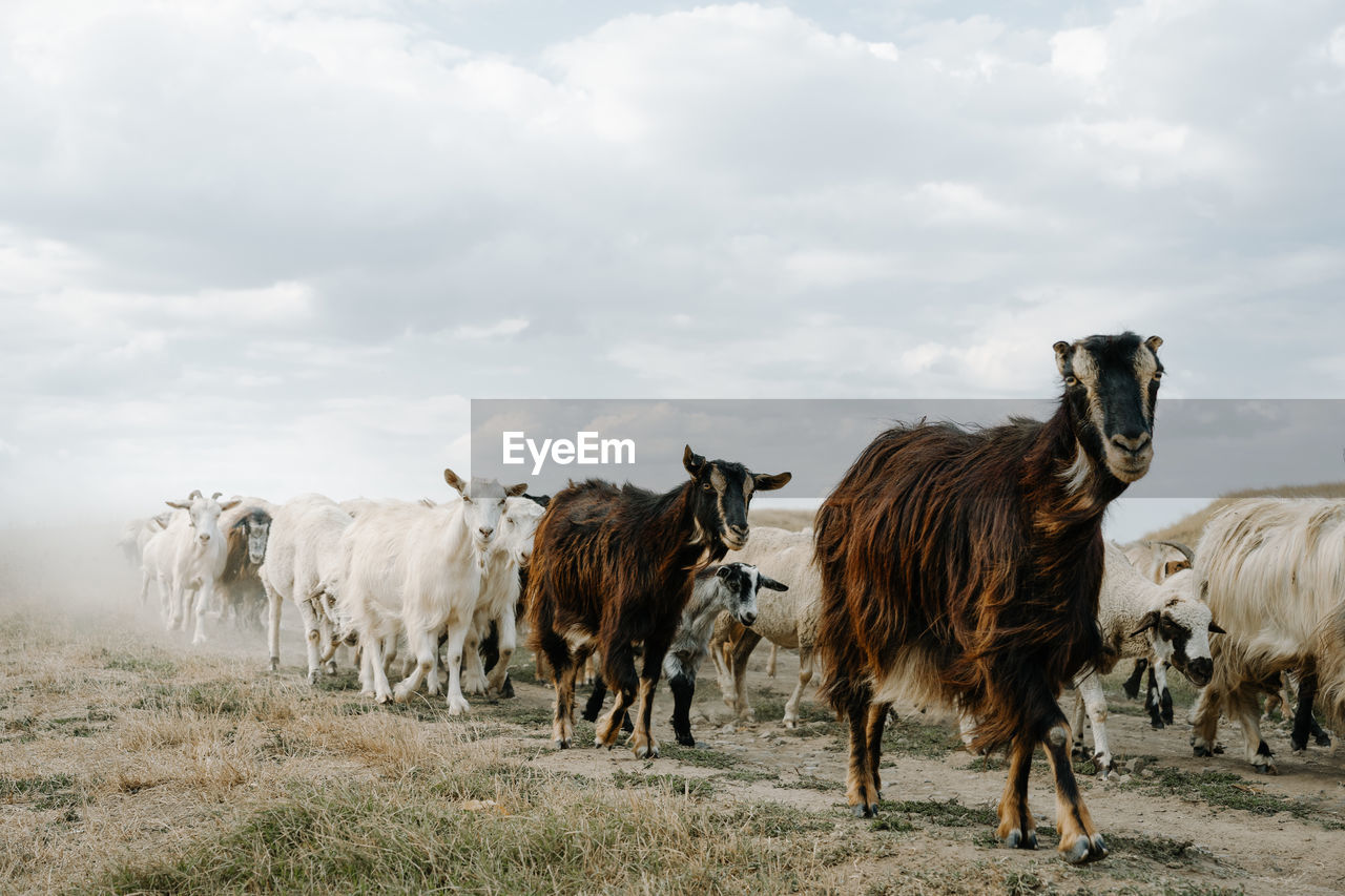 Goats walking on land against sky