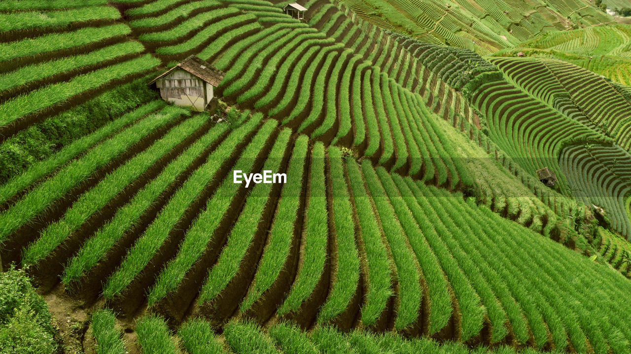 Full frame shot of rice paddy