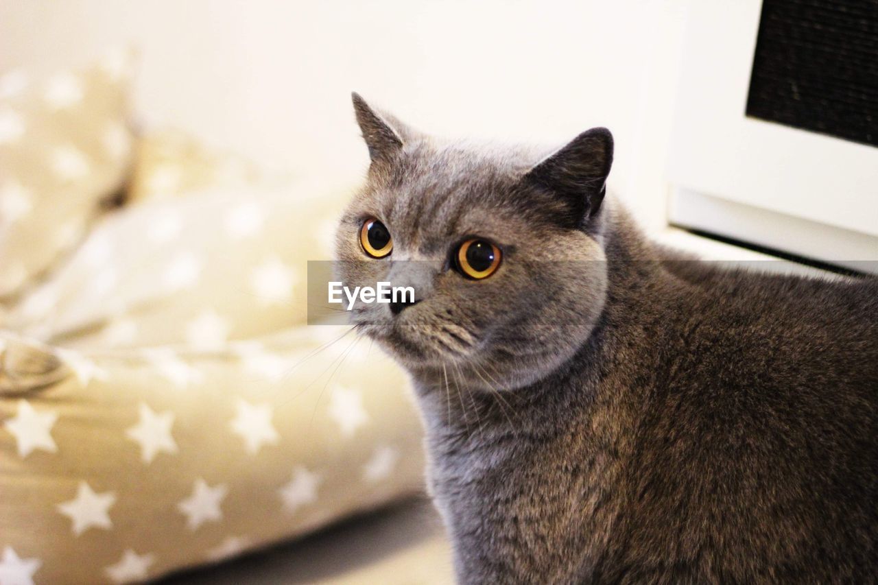 British shorthaired cat 