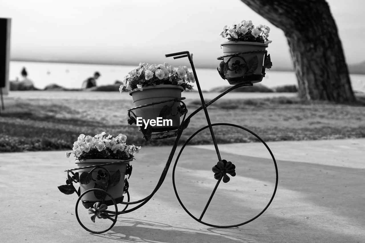 CLOSE-UP OF BICYCLE AGAINST FLOWER TREE