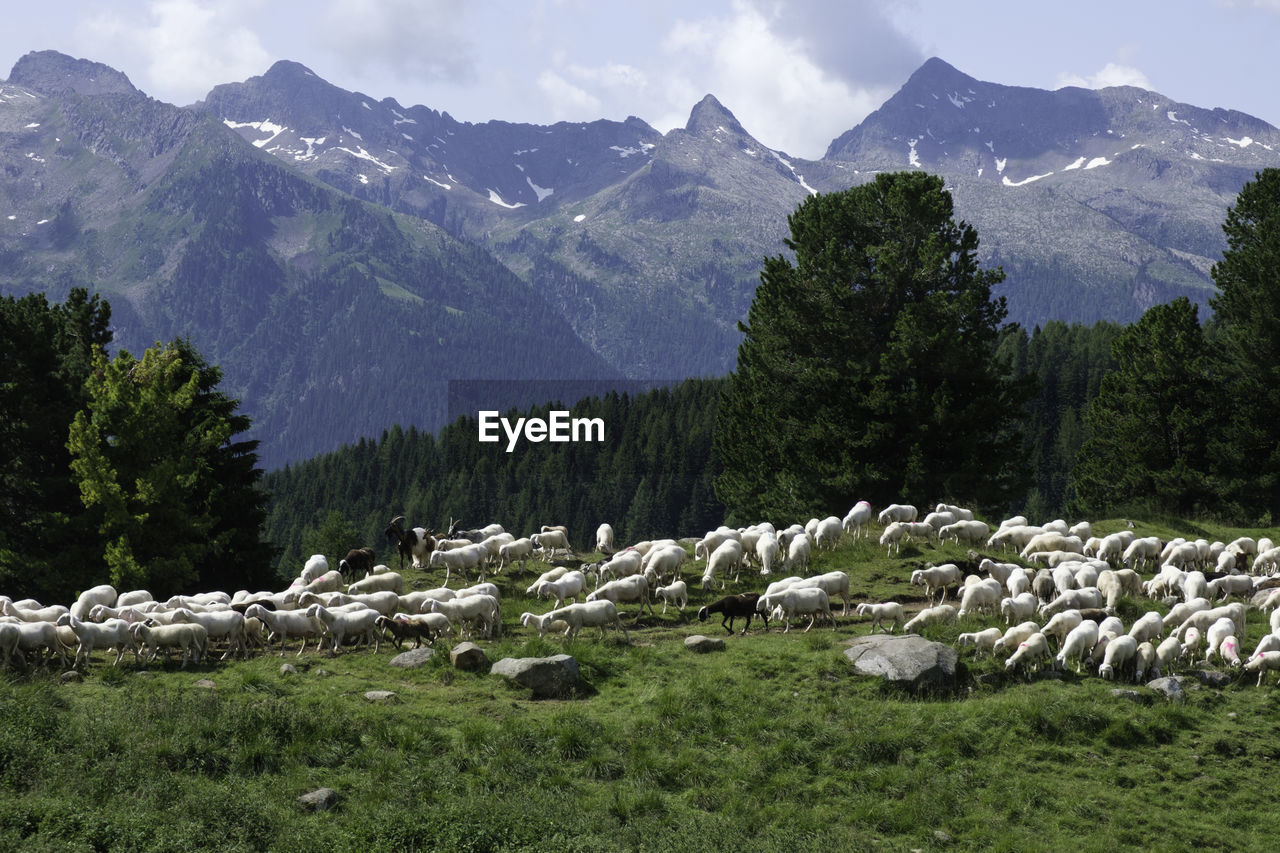 Flock of sheep grazing high in the mountains