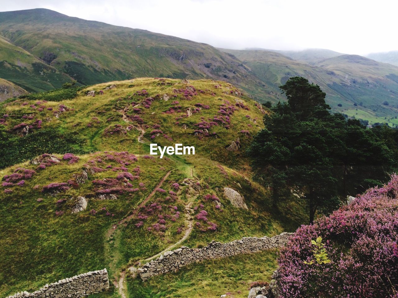 HIGH ANGLE VIEW OF TREES ON MOUNTAIN